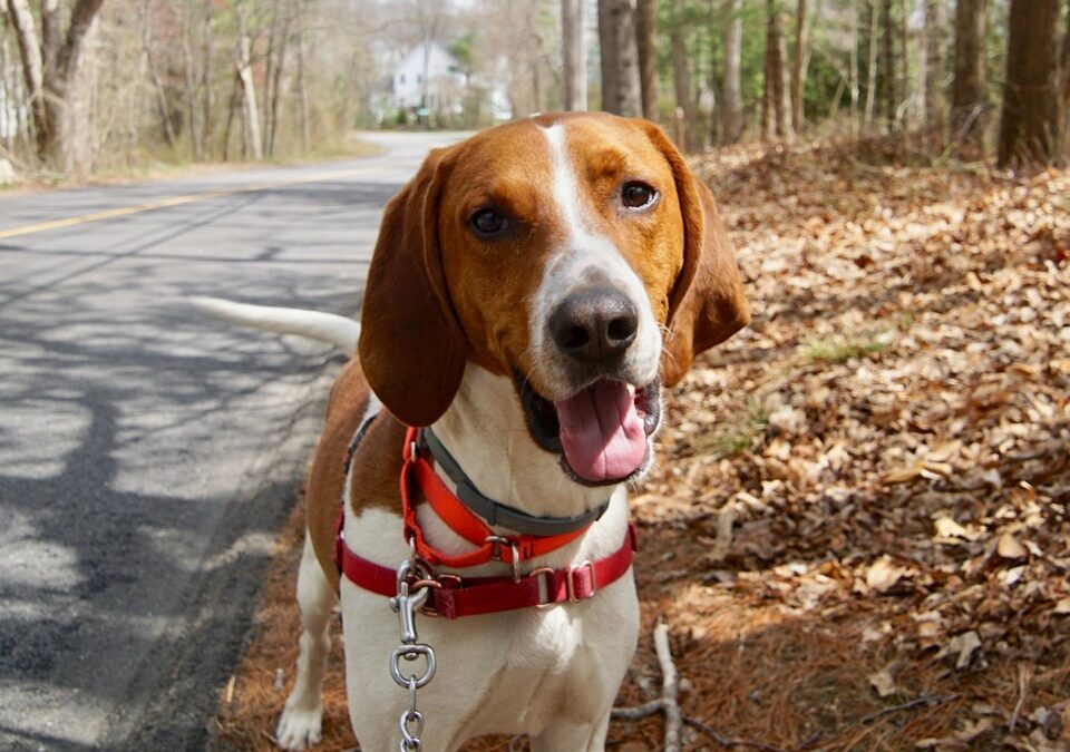 Meet Baxter, a young hound dog ready to play!