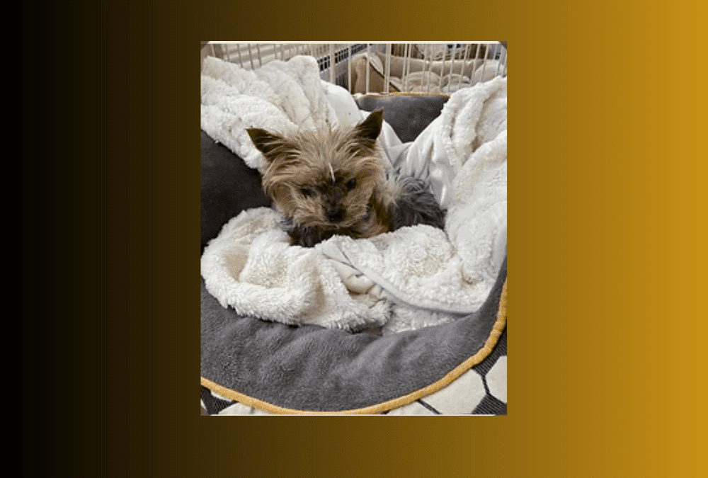 Little Henry the Yorkie is looking for a new home!