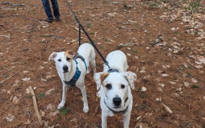 Pets of the Week Jack and Jill are in an uphill quest to be adopted together!