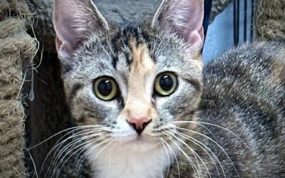 Petunia the cat is ready to blossom in her new home!