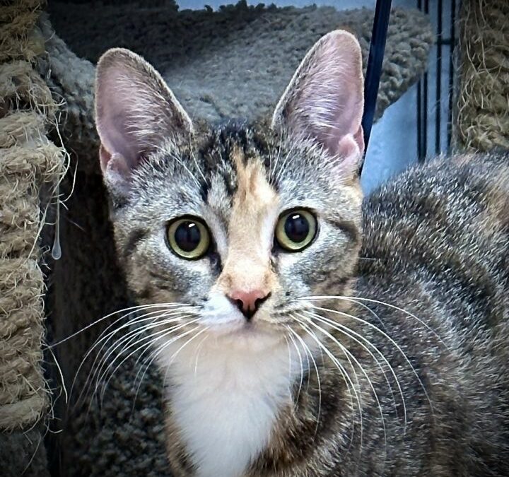 Petunia the cat is ready to blossom in her new home!