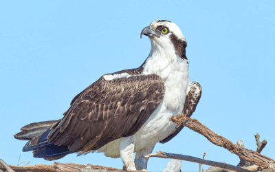 Walk of the Week: April 6, 2023