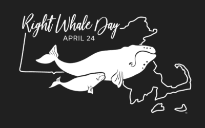 Live Broadcast from New England Aquarium on Right Whale Day