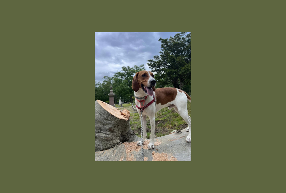 It’s time to find Baxter a new home!