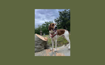 It’s time to find Baxter a new home!