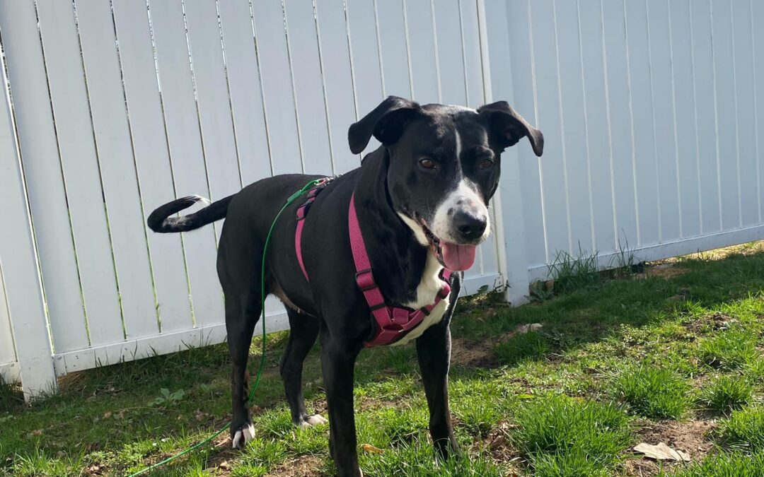 Our Pet of the Week Callie wants to be your one and only girl!