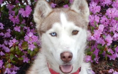 Meet sweet Honey the Husky, our Pet of the Week!