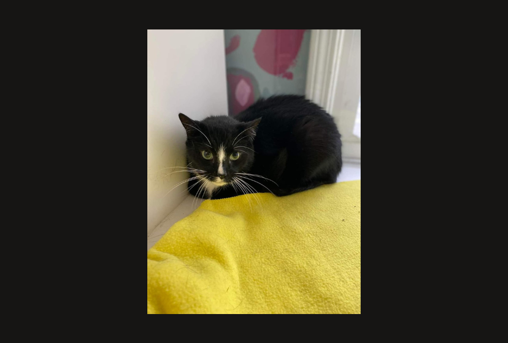 Lovable Leo is ready for a new home!