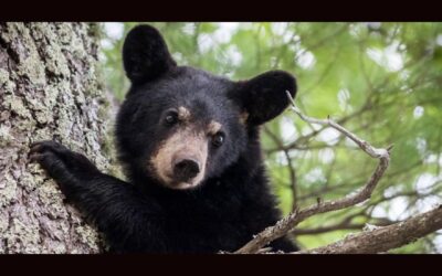 Mass Wildlife Confirms Bear Not Struck on Route 3