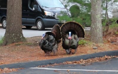 Turkeys Spotted In The WATD Parking Lot
