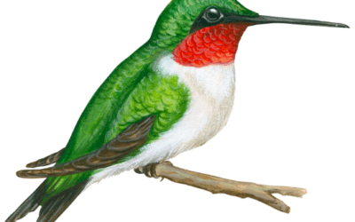 Walk of the Week: May 11, 2023