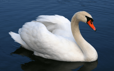 Walk of the Week: May 4, 2023