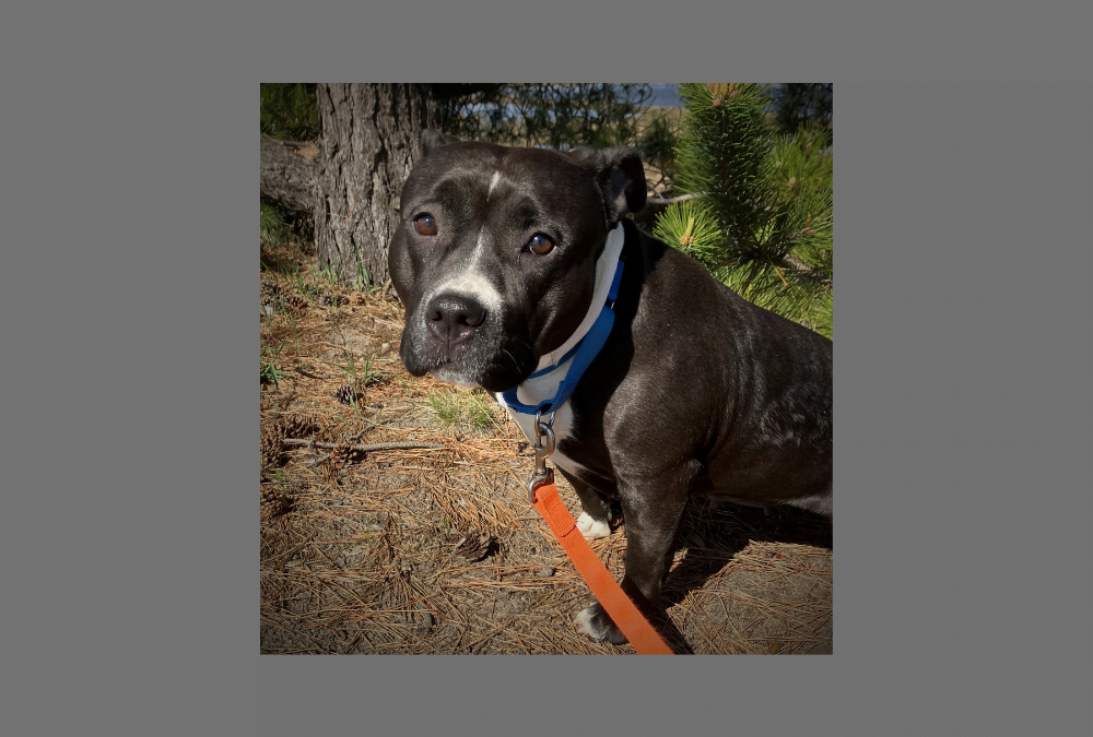 Sweet Pup Aurora Will Bring Light to Your Life