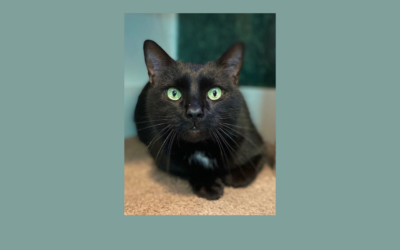 Giddyup partner! Cowboy the cat needs a new home!