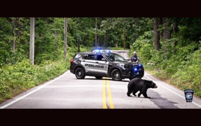 South Shore Bear Spotted In Cohasset
