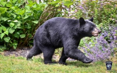 Bears Main Topic At Halifax Meeting