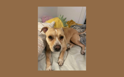 Bentley, the sweetest pit mix pup, is searching for her forever home.