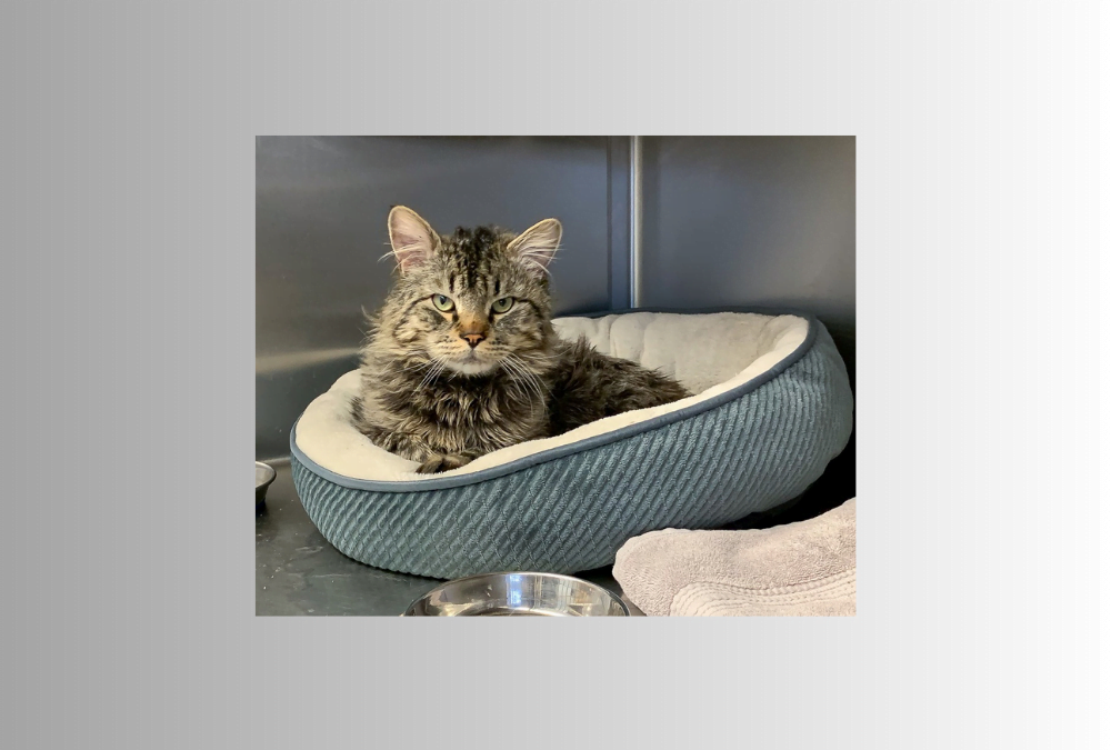 Gary the cat is ready for a new cat tree in a new home!