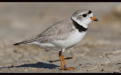 Piping Plovers Appear On Plymouth Beach