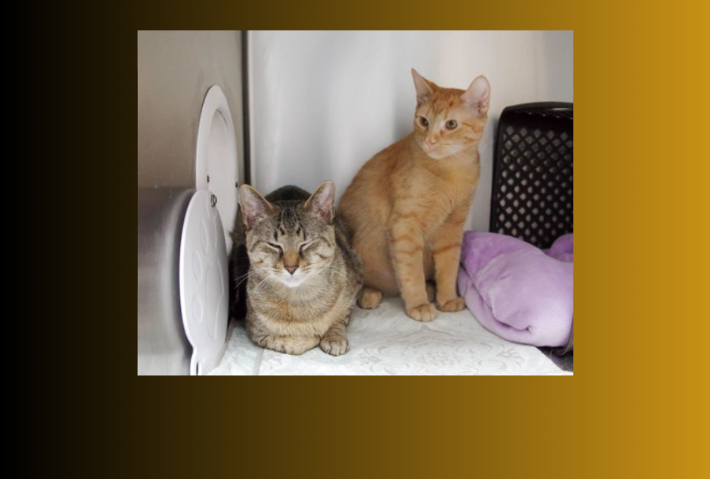 Meet Rusty and Truffle – our pets of the week!