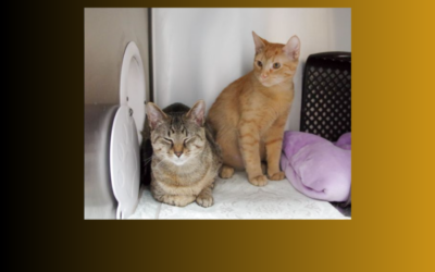 Meet Rusty and Truffle – our pets of the week!