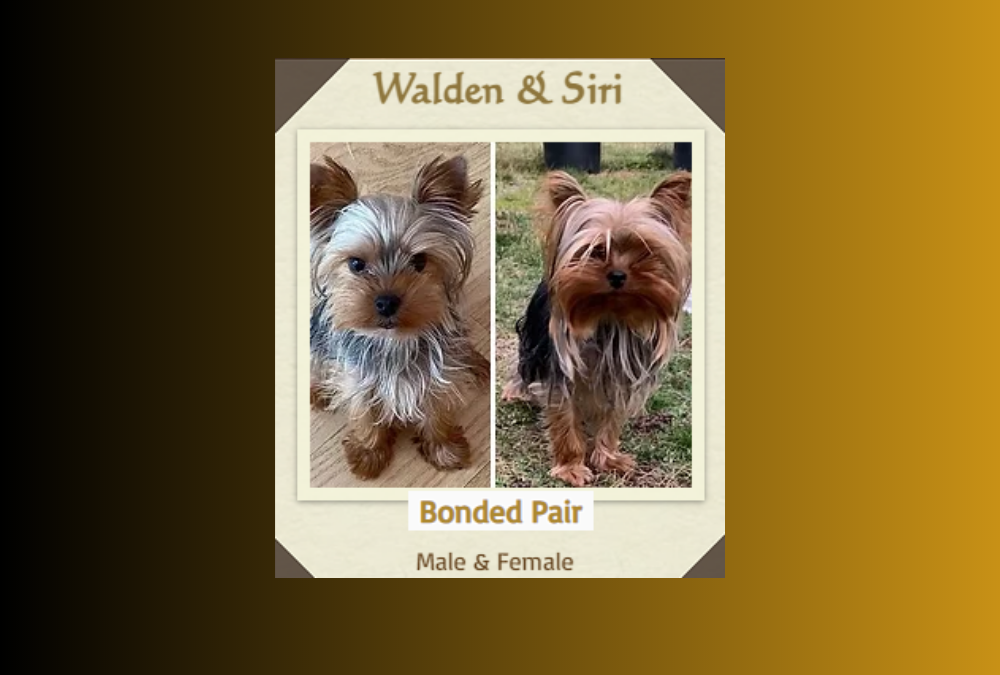 Meet Walden and Siri, a bonded pair of Yorkies with so much love to give!