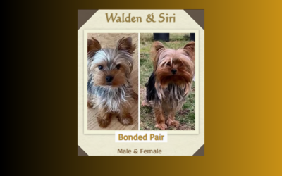Meet Walden and Siri, a bonded pair of Yorkies with so much love to give!