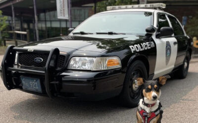 Comfort Dogs Leading the Pack in Plymouth County