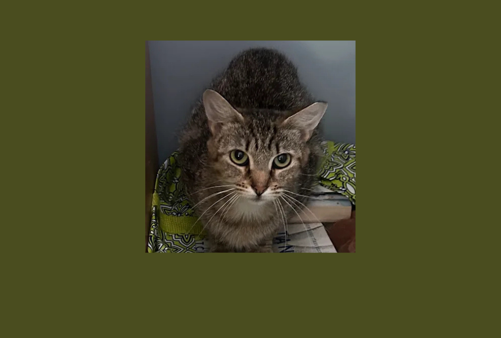 Sedona the barn cat is ready to work!