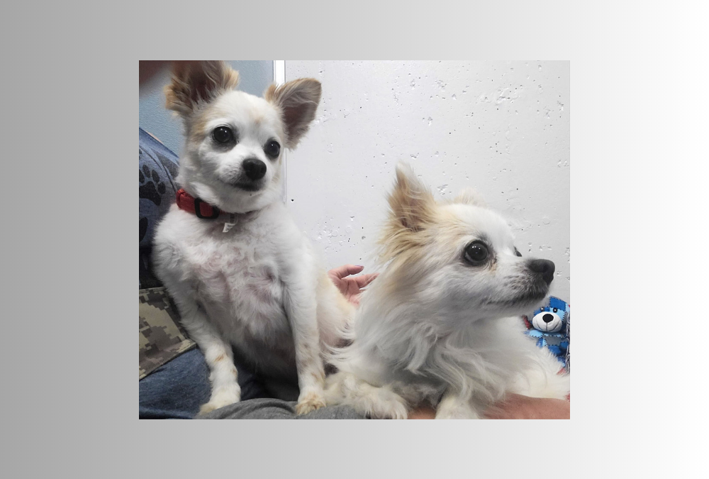 Not one, but two pets of the week are ready for their new home! Can you help?