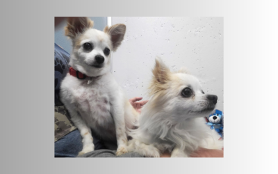 Not one, but two pets of the week are ready for their new home! Can you help?