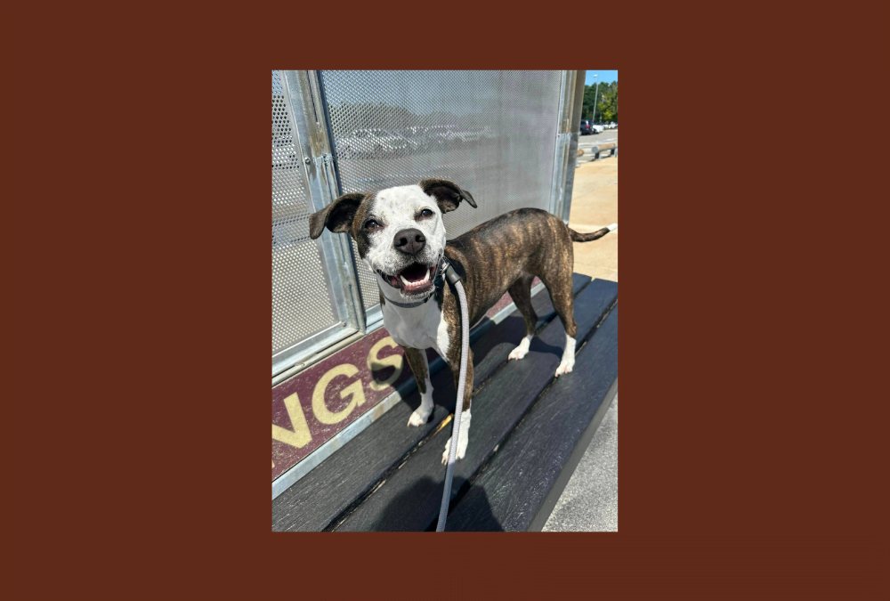 Can we finally find Finley her forever home?