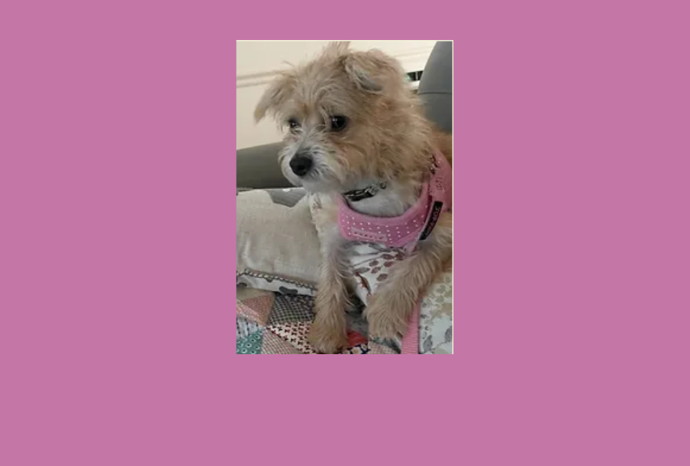 Say hello to our pet of the week, Rosie!