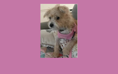 Say hello to our pet of the week, Rosie!