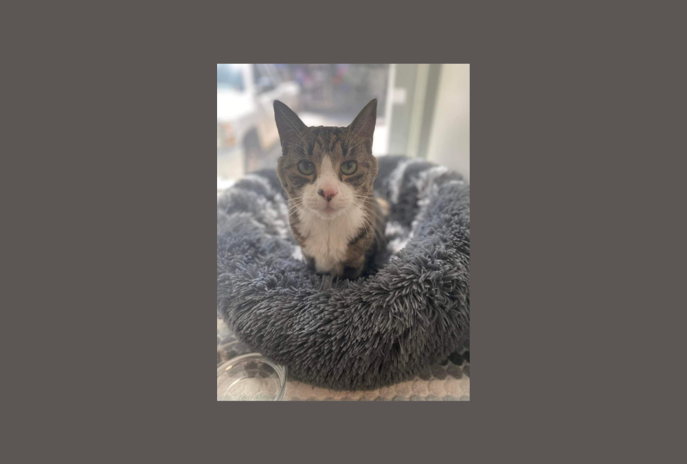 Meet Spot, 15 years young and ready for his new family!