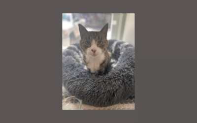 Meet Spot, 15 years young and ready for his new family!