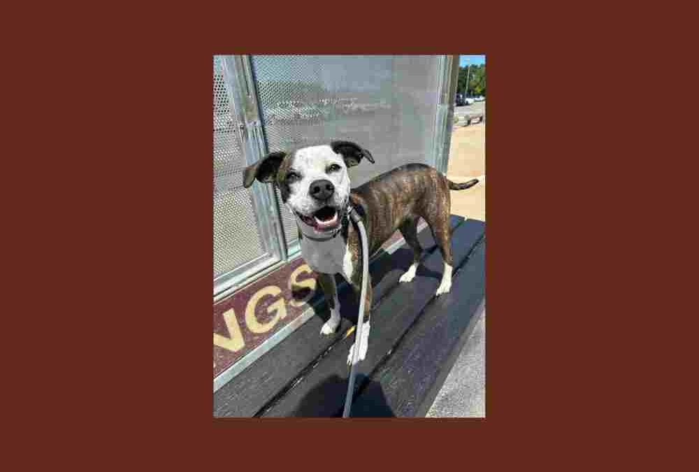 Finley is still searching for her forever home — can you help?