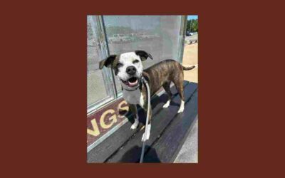 Finley is still searching for her forever home — can you help?