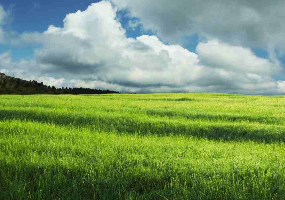 Grasslands