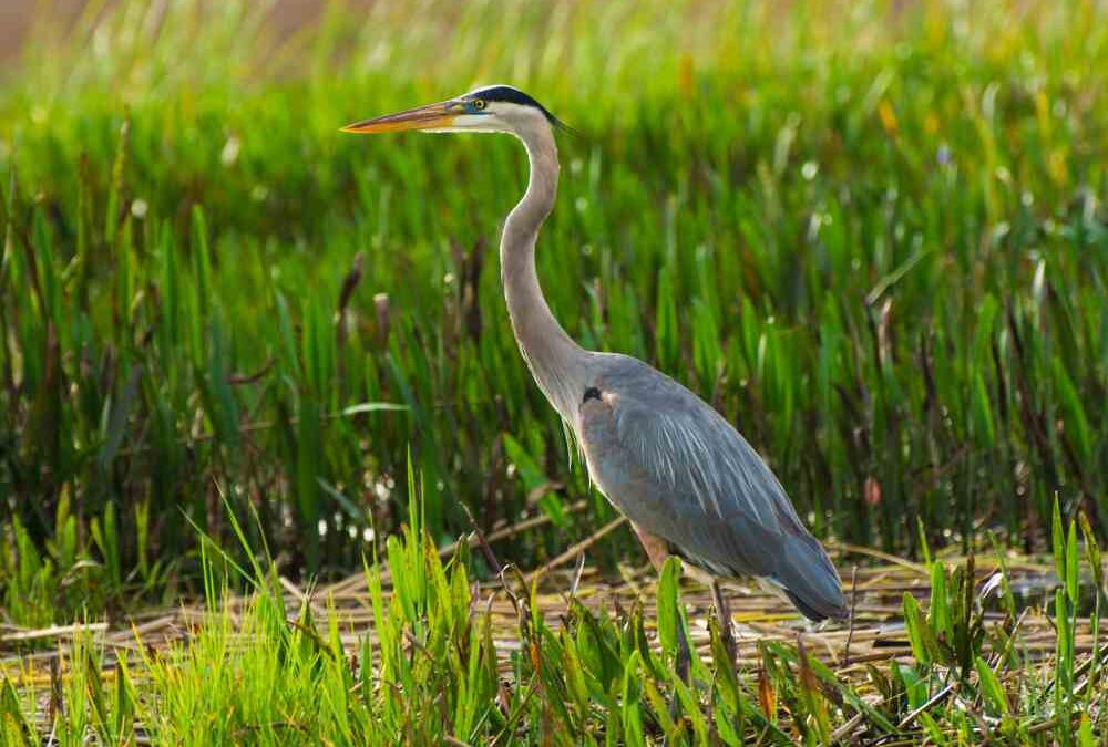 Walk of the Week: June 8, 2023