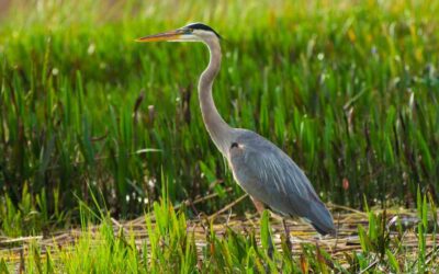 Walk of the Week: June 8, 2023