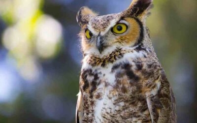 Walk of the Week: July 27, 2023