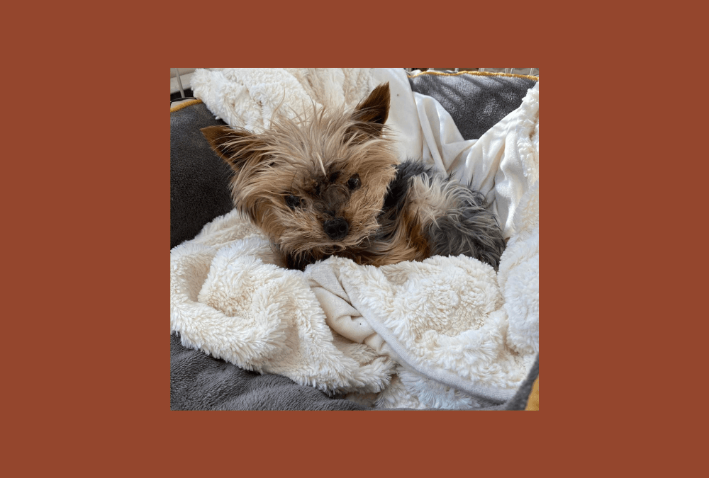 Meet Henry – our pet of the week!