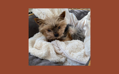 Meet Henry – our pet of the week!