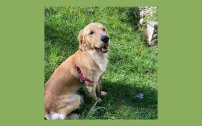 Golden Retriever Lucy is ready for her forever home!