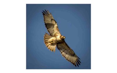 Walk of the Week: June 22, 2023