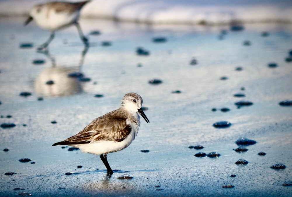 Walk of the Week: August 10, 2023