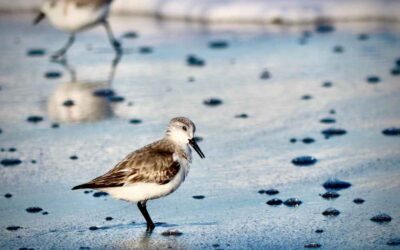 Walk of the Week: August 10, 2023