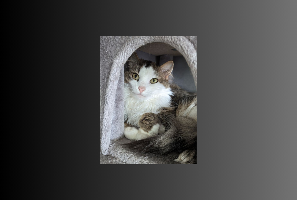 Our Pet of the Week is Suzie the cat!