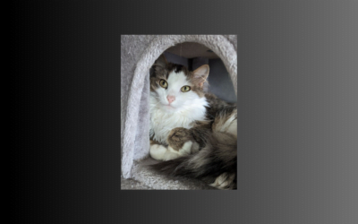 Our Pet of the Week is Suzie the cat!